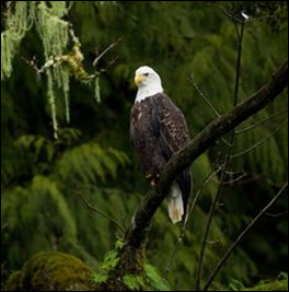 Eagle on Goat Island